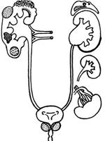 Схематическое изображение патологических процессов в почках, мочевых путях и в надпочечниках, приводящих к артериальной гипертензии.