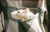 Британские ученые вывели сопливых мышей