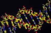 Созданы человеческие эмбрионы с генами трех родителей