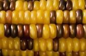 Французам запретили выращивать генно-модифицированную кукурузу