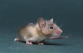 “Интерфероновые” мыши не боятся вирусных инфекций