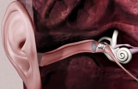 Анатомия уха