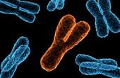 Анализ ДНК выявил, что человеческая Y-хромосома гораздо старше, чем это ранее предполагалось