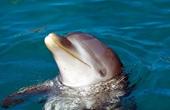 Британские экологи требуют запретить дельфинотерапию