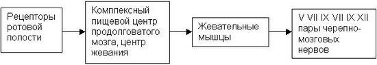 3. Процесс жевания и его характеристика