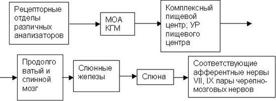 3. Механизм слюноотделения