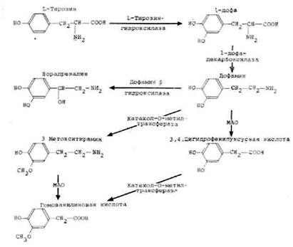Пути синтеза и метаболизма дофамина