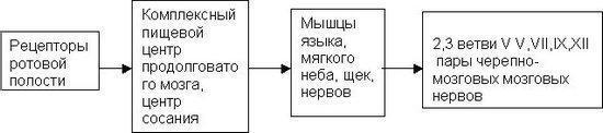 2. Процесс сосания и его характеристика