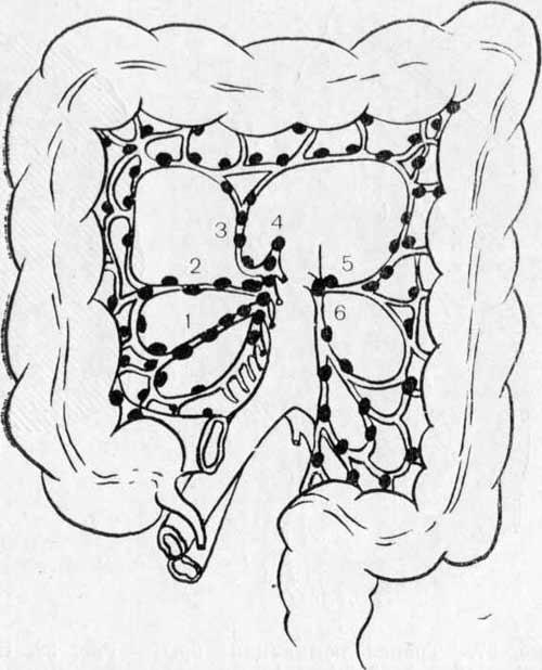 Лимфатическая система ободочной кишки