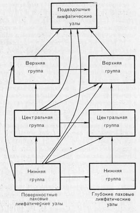 Направления тока лимфы