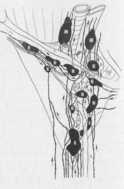Основные направления тока лимфы
