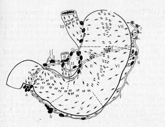 Регионарные лимфатические узлы желудка