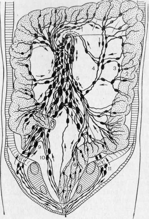Лимфатические узлы толстой кишки