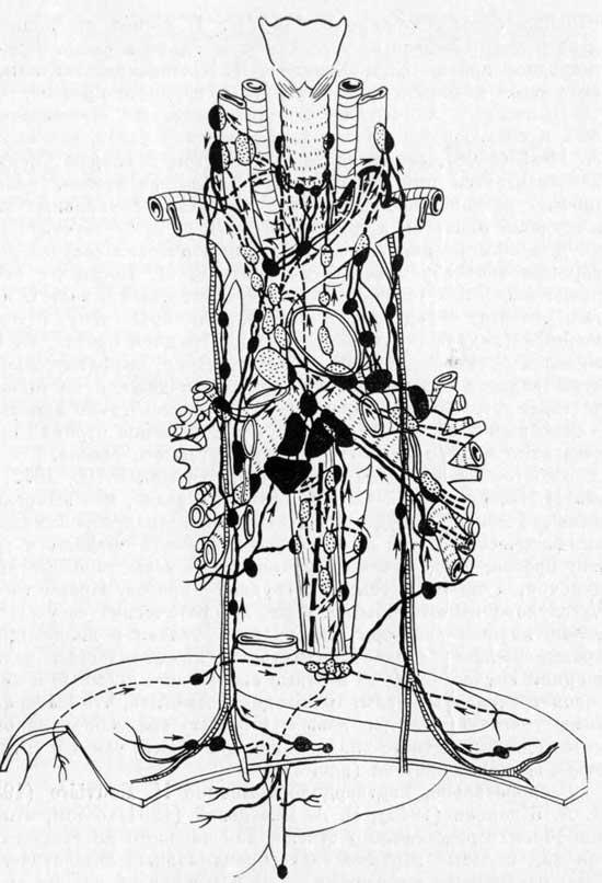 Верхние трахеобронхиальные лимфатические узлы (работы последнего десятилетия)