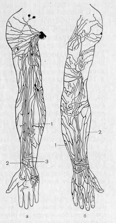 Поверхностные лимфатические сосуды верхней конечности