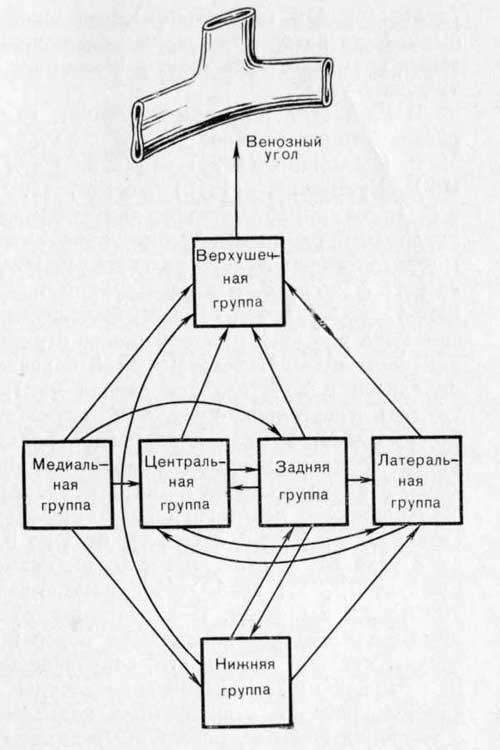 Направления тока лимфы