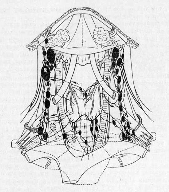 Сосуды предгортанных лимфатических узлов
