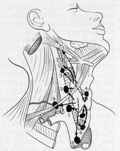 Лимфатические сосуды предтрахеальных узлов