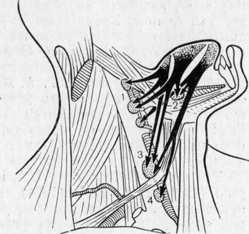 Приносящие лимфатические сосуды для яремных лимфатических узлов