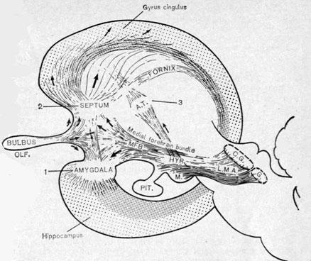 Лимбические структуры, принимающие участие в обеспечении половых функций (объяснение в тексте) (по MacLean, 1965)