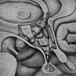 Основные образования гппоталамической области и гипофиза. Сагиттальный разрез (вид со стороны III желудочка)