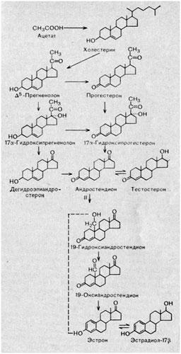 Схема биосинтеза андрогенов и эстрогенов (по R Williams 1974). Пунктиром выделено образование природных эстрогенов в ткани яичников