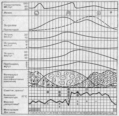 Схема циклических изменений функции эндокринных желез по данным гормональной экскреции с мочой и по тестам функциональной диагностики