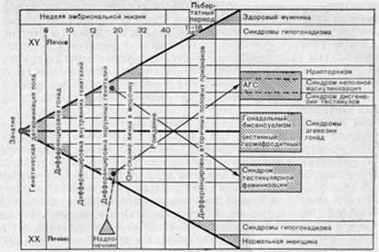 Схема хронологических этапов дифференцировки пола