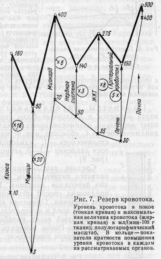 Физическая сторона движения крови в аорте и других сосудах