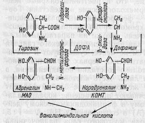 Основные пути биосинтеза и метаболизма катехоламинов