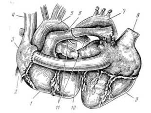Гетеротопическая аллотрансплантация сердца в грудную полость собаки (Reemtsma, 1964)