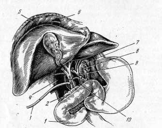 Ортотопическая трансплантация печени у человека (Starzl et al., 1964)