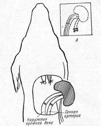Аутотрансплантация почки на шею у собак 