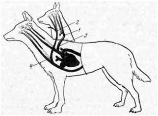Схема трансплантации головы щенка на шею взрослой собаки (В. П. Демихов, 1960)
