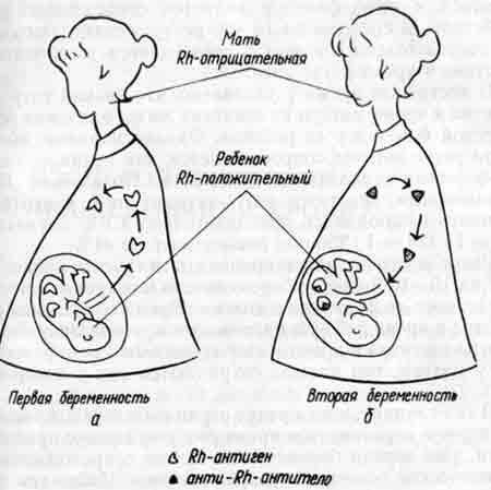 Схема взаимодействия матери с плодом