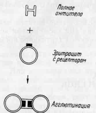 Схема реакции агглютинации