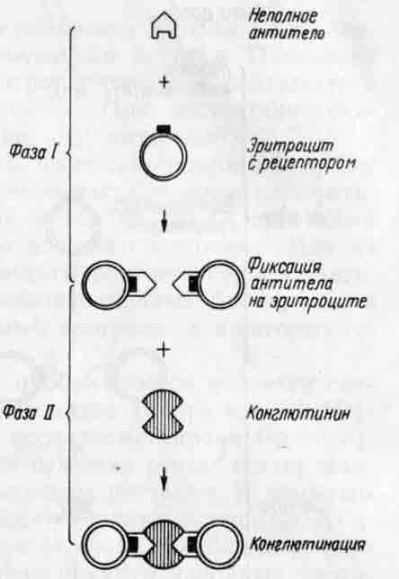 Реакция конглютинации