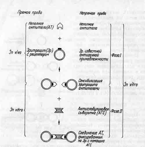 Схема прямой и непрямой проб Кумбса