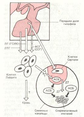 Регуляция сперматогенеза