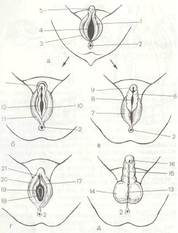 Схема дифференцировки наружных половых органов плода