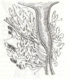 Предстательная железа  с  предстательным отделом  мочеиспускательного   канала