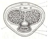Схема губчатопещеристого анастомоза