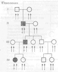 Аутосомно-доминантный тип наследования