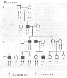 Наследование по Х-сцепленному доминантному типу