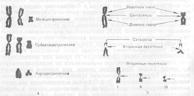 Положение центромеры