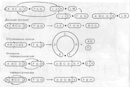 Механизм, обусловливающий структурные аномалии хромосом