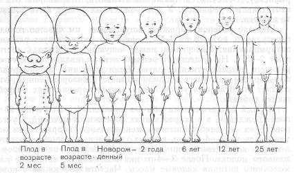 Изменение пропорций тела