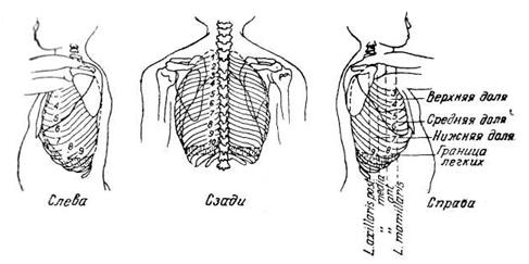 Морфологические особенности органов дыхания (Анатомическое разделение лёгких)