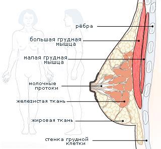 Cпособ увеличения груди!