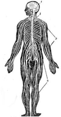 Центральная и периферическая нервная система человека